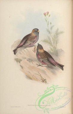 birds-15494 - Brown-naped Mountain Finch [4429x6899]