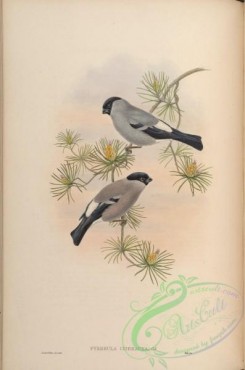 birds-15499 - Cinereous Bullfinch [4612x6957]
