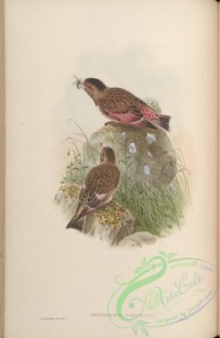 birds-15501 - Crimson-winged Finch [4569x7021]