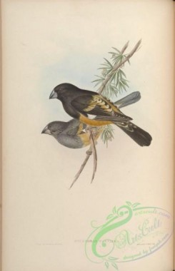 birds-15507 - Flesh-footed Grosbeak [4514x6985]