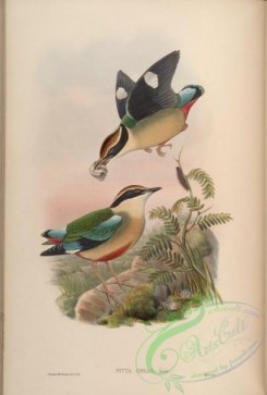 birds-15510 - Formosan Pitta [4706x6957]