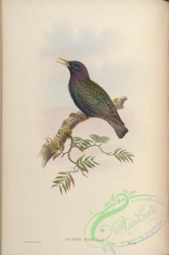 birds-15518 - Hume's Starling [4612x6957]
