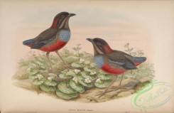 birds-15522 - Koch's Pitta [7056x4569]