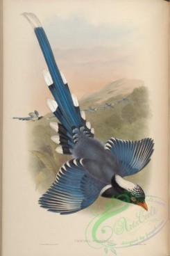 birds-15529 - Nepaulese Blue Pie [4642x6957]