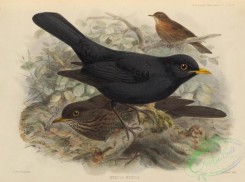 birds-17535 - Common Blackbird [3694x2745]
