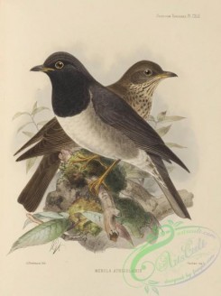 birds-17541 - merula atrigularis [2767x3705]