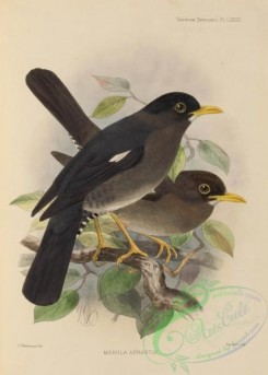 birds-17542 - merula aurantia [2674x3740]
