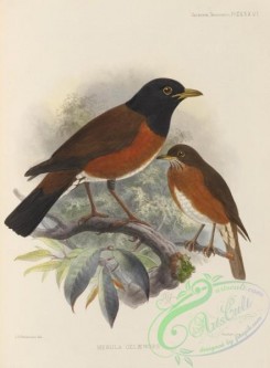 birds-17550 - merula celaenops [2705x3678]