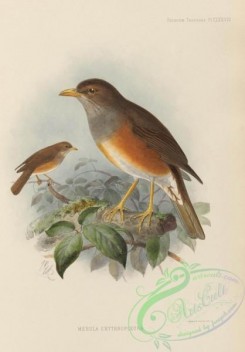 birds-17553 - merula erythropleura [2538x3641]