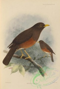 birds-17558 - merula fumida [2578x3810]