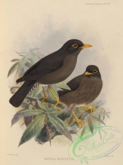 birds-17569 - merula mareensis [2586x3470]