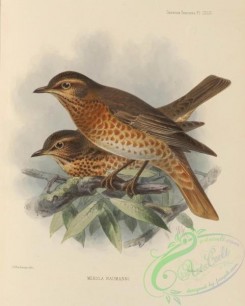 birds-17571 - merula naumanni [2842x3545]