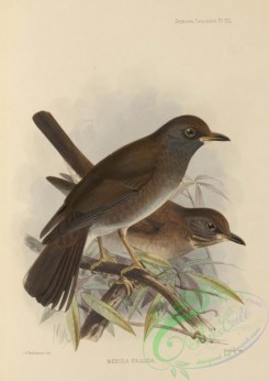 birds-17576 - merula pallida [2629x3705]