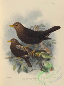 birds-17578 - merula poliocephala [2701x3643]