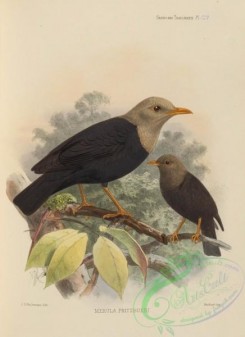 birds-17580 - merula pritzbueri [2641x3634]
