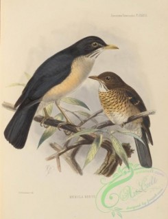 birds-17582 - merula reevii [2881x3741]