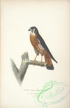 birds-17689 - American Kestrel [2372x3626]
