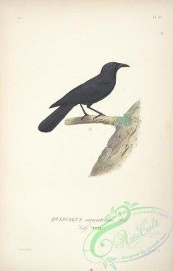 birds-17692 - Cuban Blackbird [2280x3558]
