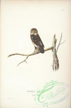 birds-17693 - Cuban Pygmy-Owl [2372x3626]