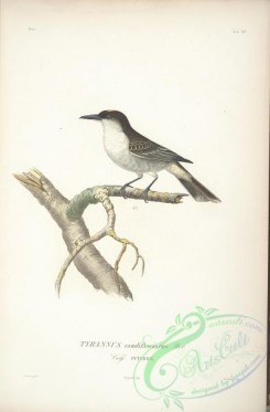 birds-17701 - Loggerhead Kingbird [2372x3610]