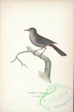 birds-17702 - orpheus carolinensis [2372x3610]