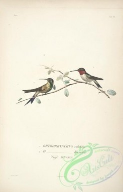 birds-17703 - orthorhynchus colubris, orthorhynchus ricordii [2280x3558]