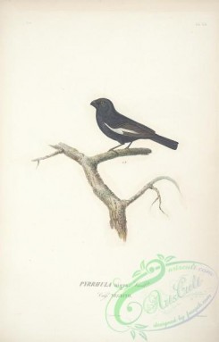 birds-17708 - pyrrhula nigra [2280x3558]