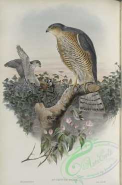 birds-37571 - 239-Accipiter nisis, Sparrow-Hawk