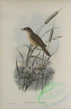 birds-37647 - 342-Acrocephalus turdoides, Thrush-Warbler