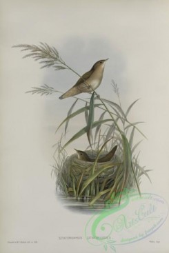 birds-37652 - 347-Lusciniopsis luscinioides, Savi's Warbler