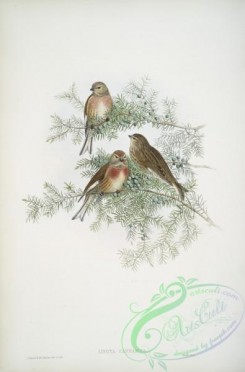 birds-37701 - 400-Linota cannabina, Linnet