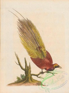 birds-38274 - 110-Greater Bird of Paradise, manucodiata major