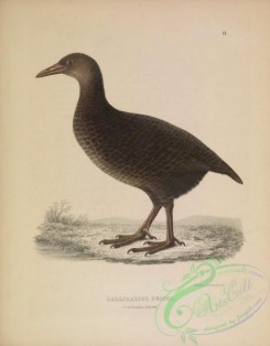 birds-39478 - 011-gallirallus fuscus