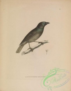 birds-39479 - 012-lamprotornis obscurus