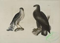 birds-42977 - 1267-1, The Bald Eagle (Haliaetos leucocephalus), 2, The Slate-colored Hawk (Astur fuscus)