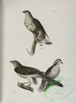 birds-42978 - 1268-3, The Rough-legged Buzzard (Buteo sancti-joannis), 4, 5, The American Goshawk (Astur atricapillus)