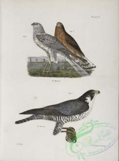 birds-42979 - 1269-6, 7, The Marsh Harrier (Circus uliginosus), 8, The Duck Hawk (Falco anatum)