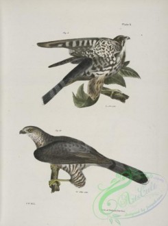 birds-42980 - 1270-9, The Pigeon Hawk (Falco columbarius), 10, Cooper's Hawk (Astur cooperi)
