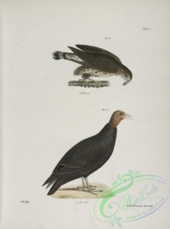 birds-42981 - 1271-11, The Broad-winged Buzzard (Buteo pennsylvanicus), 12, Turkey Buzzard (Cathartes aura)