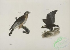 birds-42982 - 1272-13, The Red-shoudered Buzzard (Buteo hyemalis), 14, The Golden Eagle (Aquila Chrysaetos)