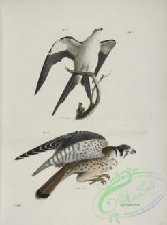 birds-42983 - 1273-15, The Swallow-tailed Hawk (Nauclerus furcatus), 16, The American Sparrow Hawk (Falco Sparverius)