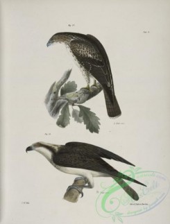 birds-42984 - 1274-17, The Red-tailed Buzzard (Buteo borealis), 18, The Fish Hawk (Pandion carolinensis)