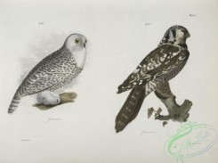 birds-42985 - 1275-19, The Hawk Owl (Surnia funerea), 20, The Snow Owl (Surnia nyctea)