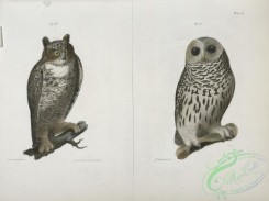 birds-42986 - 1276-21, The Barred Owl (Ulula nebulosa), 22, The Great Horned Owl (Bubo virginianus)