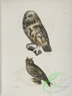 birds-42987 - 1277-23, The Acadian Owl (Ulula acadica), 24, The Long-eared Owl (Otus americanus)