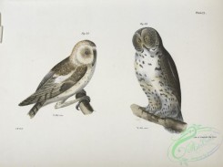 birds-42989 - 1279-28, The American Barn Owl (Strix pratincola), 29, The Great Gray Owl (Syrnium cinereum)