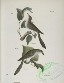 birds-42990 - 1280-30,The Yellow-billed Cuckoo (Coccyzus americanus), 31, The Black-billed Cuckoo (Coccyzus erythrophthalmus)