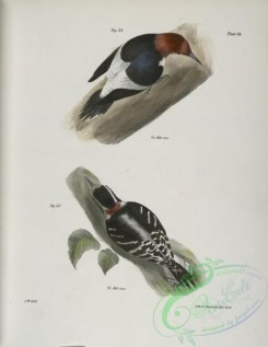 birds-42992 - 1282-34, The Red-headed Woodpecker (Picus erythrocephalus), 35, The Downy Woodpecker (Picus pubescens)