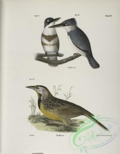 birds-42995 - 1285-40, 41, The Belted Kingfisher (Alcedo alcyon), 42, The Meadow Lark (Sturnella ludoviciana)