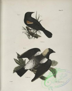 birds-42998 - 1288-47, The Red-winged Oriole (Icterus phoeniceus), 48, The Boblink (Dolichonyx oryzivora)